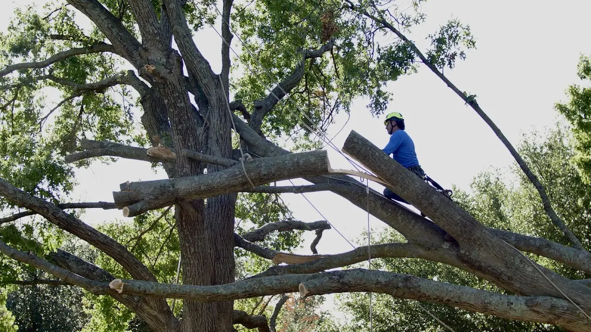 Professional Hazardous Tree Removal performed by certified arborists in Trivoli
